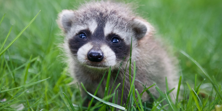 
Which Of These Animals Is Not Born In Spring
