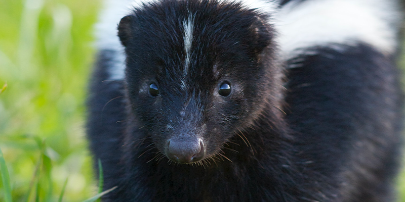 Which Of These Animals Is Not Born In Spring Animals that are born in Spring | Blossoming Gifts Blog