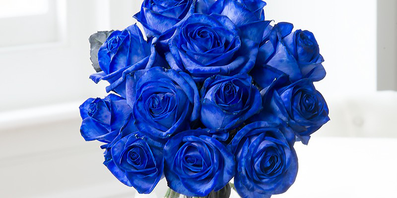 A bouquet of 12 blue roses