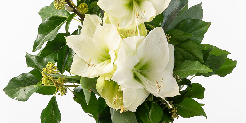 White amaryllis bouquet with willow and ivy