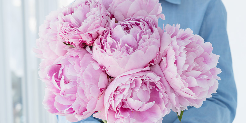 How to Care for Cut Peonies