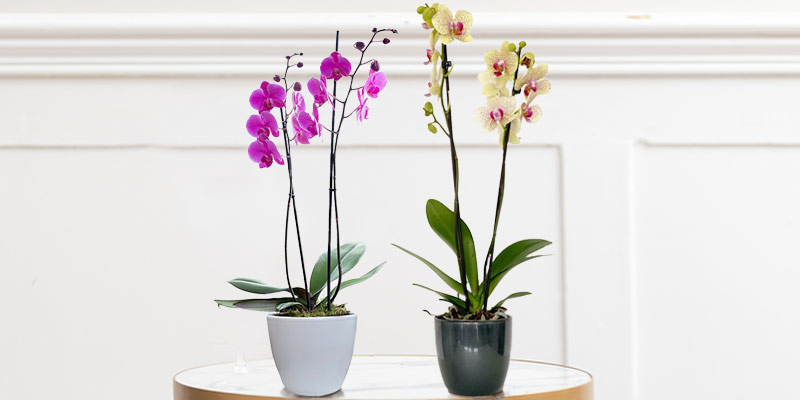 How to Take Care of Orchids: a Failsafe Guide