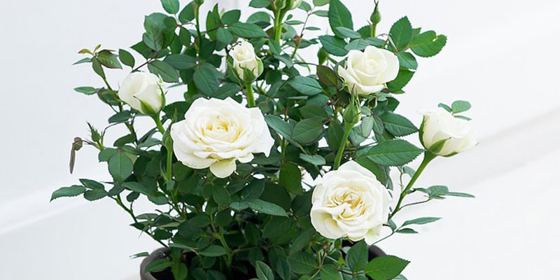 White rose grow light discount