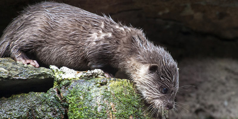 Animals that are born in Spring | Blossoming Gifts Blog Animals that are born in Spring | Blossoming Gifts Blog