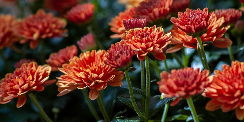 14 Flowers Plants With Healing Properties Blossoming Gift 14 Flowers Plants With Healing Properties Blossoming Gift