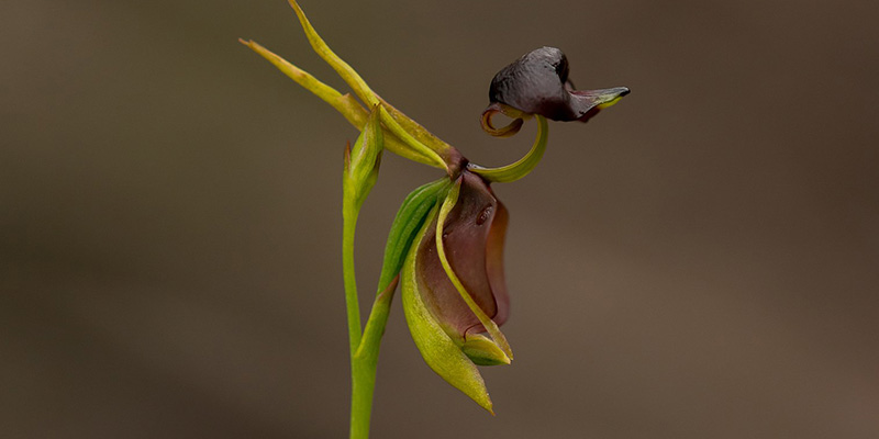 Duck Flower - EndLocalHunger - Photography, Flowers, Plants, & Trees,  Flowers, Flowers I-Z, Orchids - ArtPal