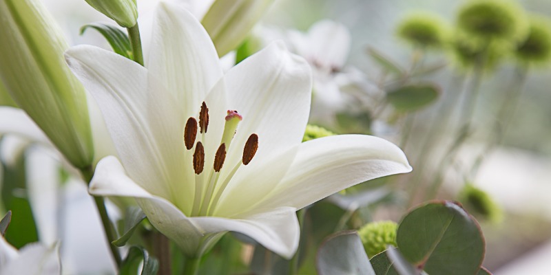 The Complete Guide to Sympathy Flowers - Blossoming Gifts