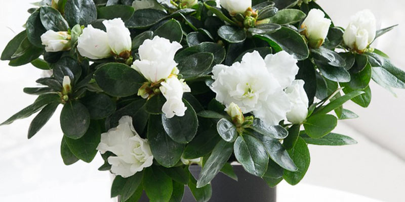 Azalea plant with white flowers