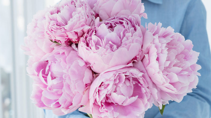 How To Care For Cut Peonies | Blossoming Gifts | Peonies