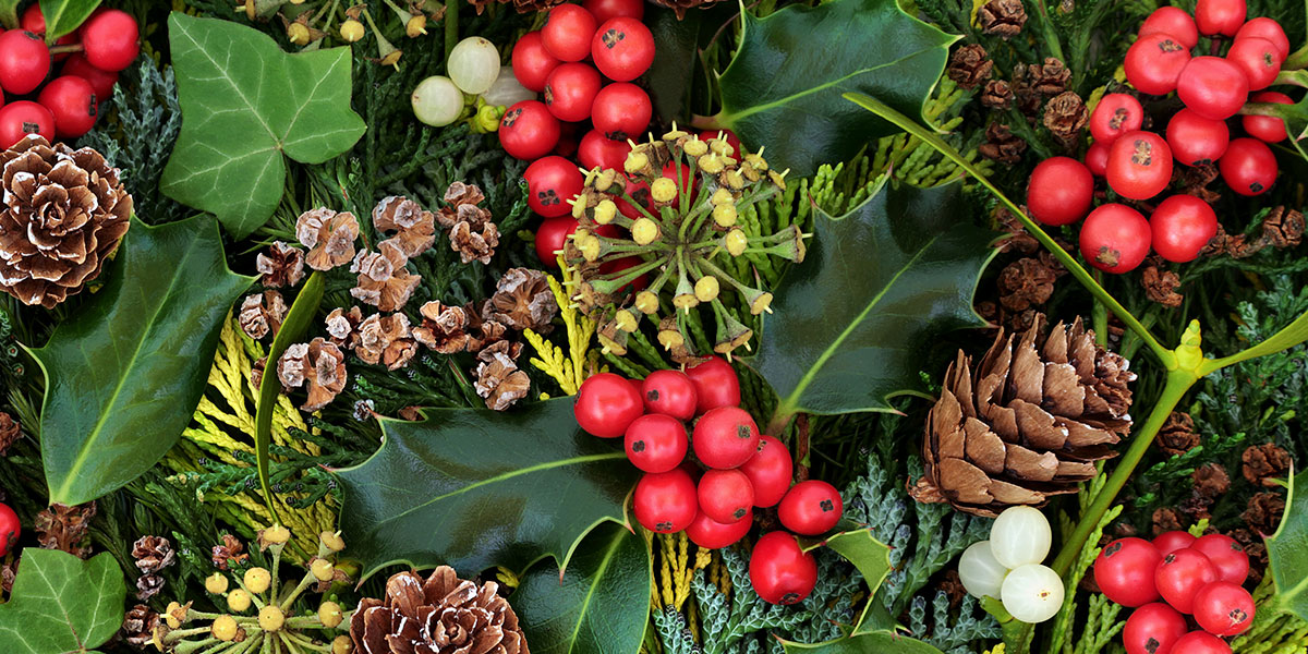 The Traditions of Christmas Plants Blossoming Gifts