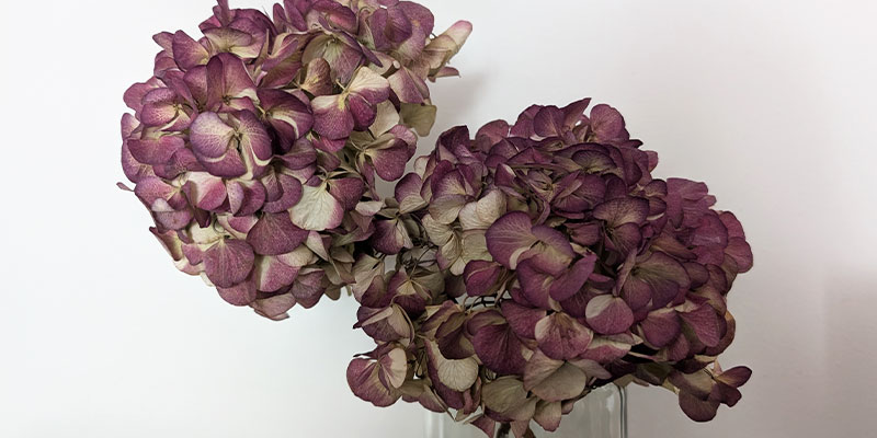 6 Fascinating Facts About Hydrangeas | Blossoming Gifts