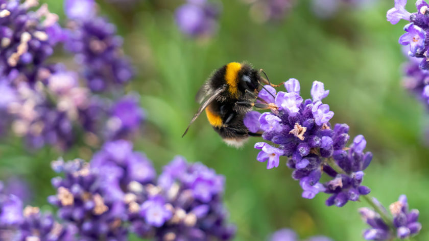 Top Flowers to Attract Bees to Your Garden Blossoming Gifts