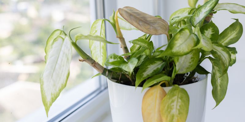 6 Common Problems with Houseplants | Blossoming Gifts