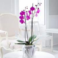 Gift Wrapped Pink Phalaenopsis Orchid Gift Wrapped Pink Phalaenopsis Orchid