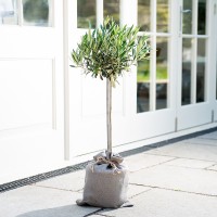 Olive Tree Olive Tree