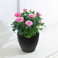 Pink Rose Plant Pink Rose Plant