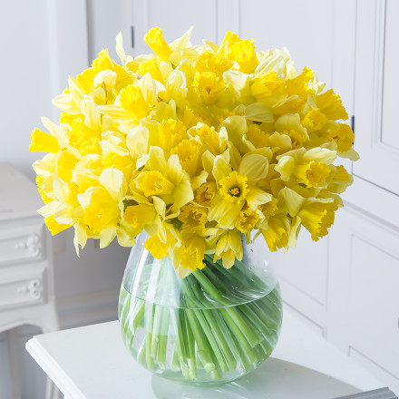 100 Best English Daffodils 100 Best English Daffodils