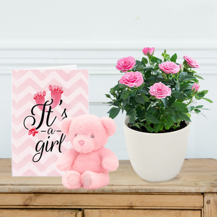 Pink Rose Plant in Pot, Pink Bear & Baby Girl Card