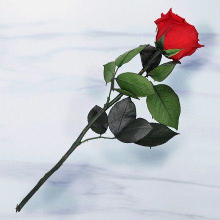 Preserved Rose (Lasts Up To a Year) Preserved Rose (Lasts Up To a Year)