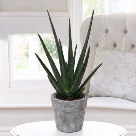 Aloe Vera in Stone Pot (25-30cm) Aloe Vera in Stone Pot (25-30cm)