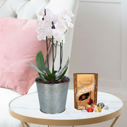 Mini White Orchid (20-25cm), Zinc Pot & Lindor Truffles (200g)