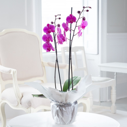 Gift Wrapped Double Stem Pink Orchid (55cm) Gift Wrapped Double Stem Pink Orchid (55cm)