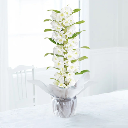Gift Wrapped White Scented Dendrobium Orchid (50cm) Gift Wrapped White Scented Dendrobium Orchid (50cm)