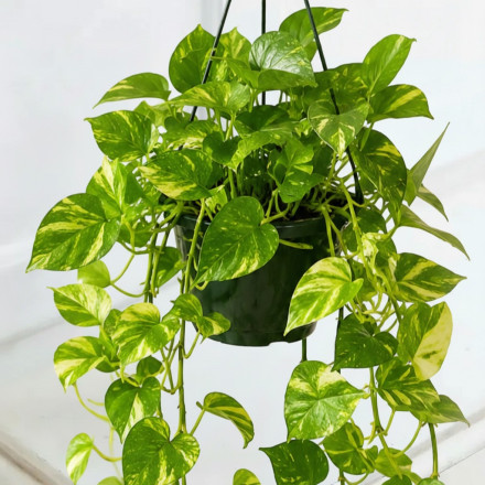 Devils Ivy Hanging Plant Devils Ivy Hanging Plant
