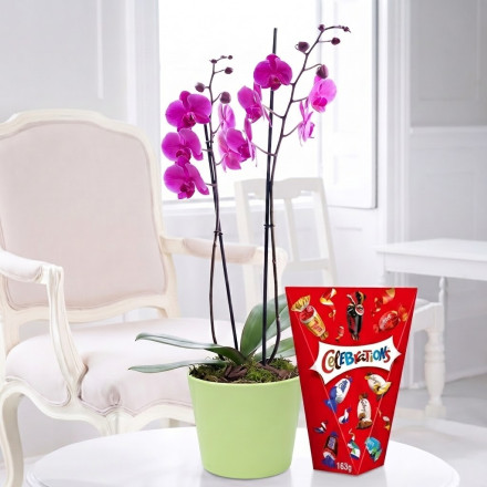 Double Stem Pink Orchid, Apple Ceramic Pot & Celebrations (300g) Double Stem Pink Orchid, Apple Ceramic Pot & Celebrations (300g)