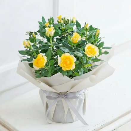 Gift Wrapped Yellow Rose Plant Gift Wrapped Yellow Rose Plant