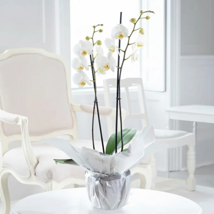 Gift Wrapped Double Stem White Orchid (55cm) Gift Wrapped Double Stem White Orchid (55cm)