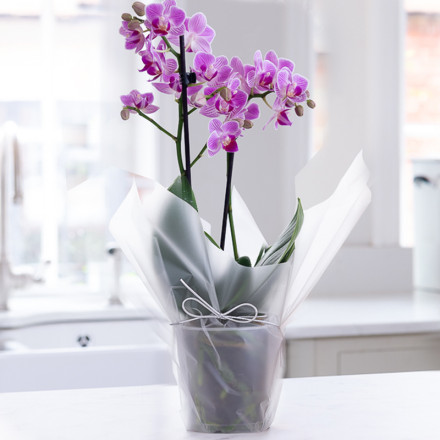 Gift Wrapped Mini Pink Orchid Gift Wrapped Mini Pink Orchid