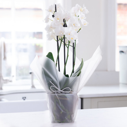 Gift Wrapped Mini White Orchid Gift Wrapped Mini White Orchid
