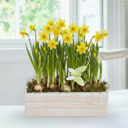 Mother's Day Spring Narcissi Planter