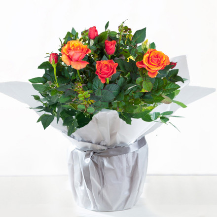 Gift Wrapped Orange Rose Plant Gift Wrapped Orange Rose Plant