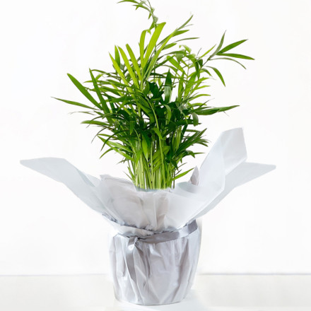 Gift Wrapped Parlour Palm Gift Wrapped Parlour Palm