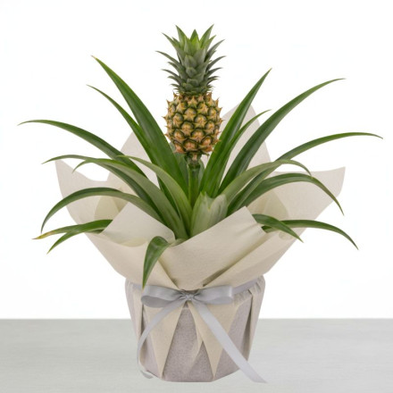 Pineapple plant (ananus) Pineapple plant (ananus)