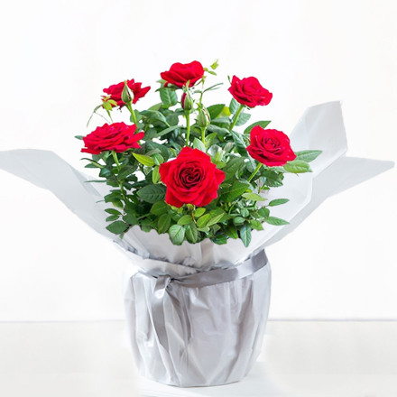 Gift Wrapped Red Rose Plant Gift Wrapped Red Rose Plant