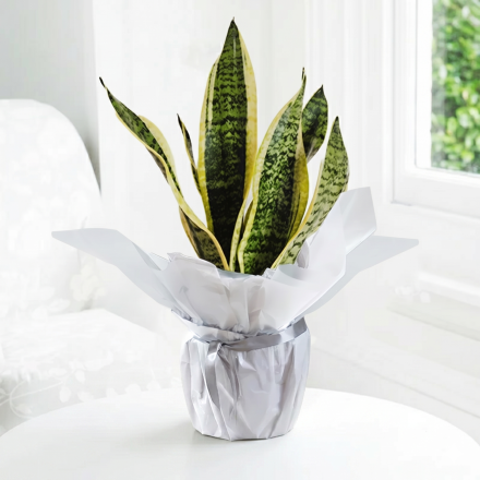 Gift Wrapped Snake Plant Gift Wrapped Snake Plant