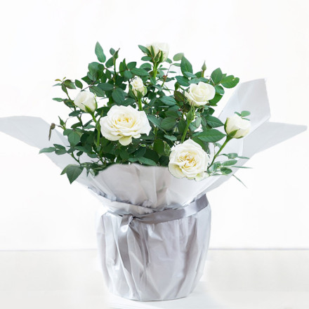 Gift Wrapped White Rose Plant