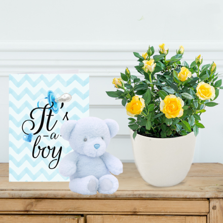 Yellow Rose Plant in Pot, Blue Bear & Baby Boy Card Yellow Rose Plant in Pot, Blue Bear & Baby Boy Card