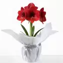 Amarylis Bulb