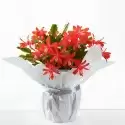 Christmas Cactus