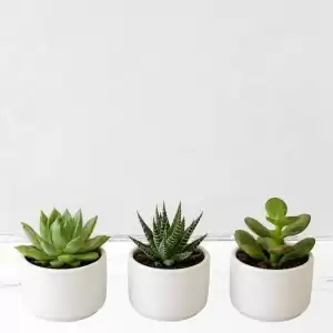 Mini Succulent Trio