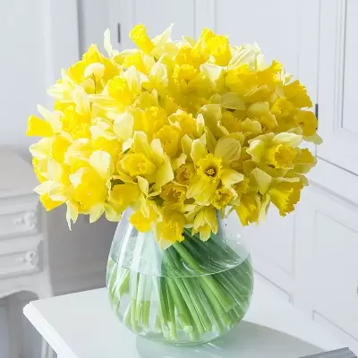 100 Best English Daffodils