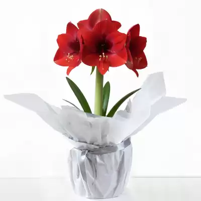 Amarylis Bulb