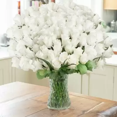 100 White Roses