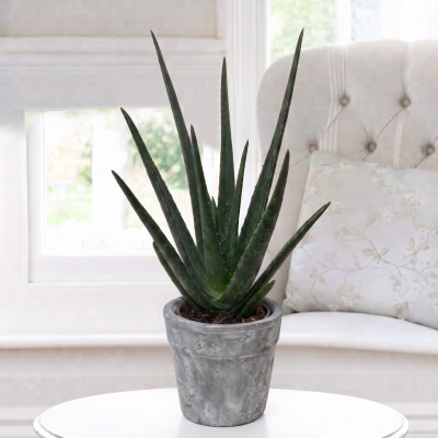 Aloe Vera in Stone Pot (25-30cm)