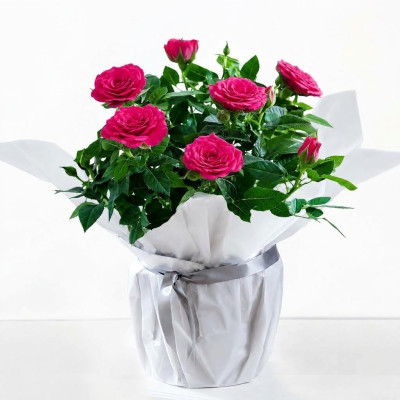 Gift Wrapped Pink Rose Plant