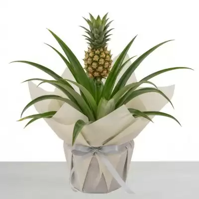Pineapple plant (ananus)